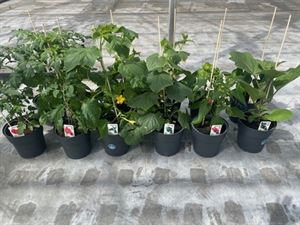 Afbeelding van Vruchtgroente mix (23cm) per volle  laag